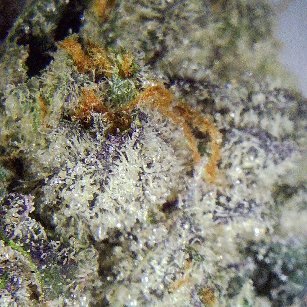 Fleur CBD kush terreuse – Diamond OG